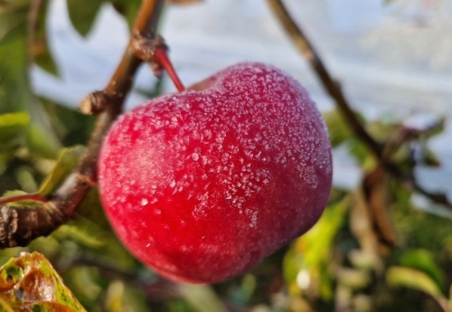 vergers de la galante,sonnac-sur-l'hers