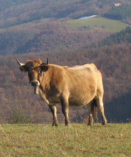 Vache En Dilus I.jpg