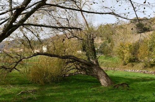 2024 Saule Pleureur du lac Novembre 006.JPG