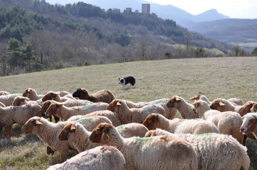 ferme d'en bor puivert