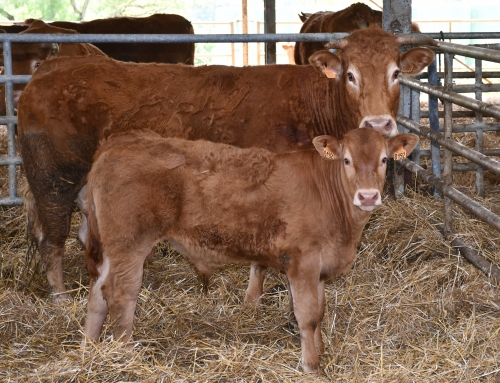 école louis-pergaud,alexandre granger