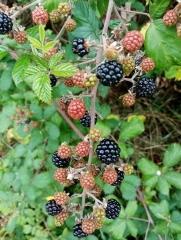 atout fruit