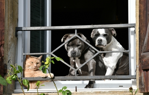 2025 16 novembre On n'est pas bien là  ... A part ces deux zygotos !.JPG