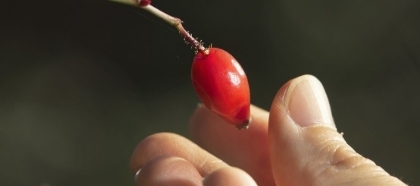 atout fruit