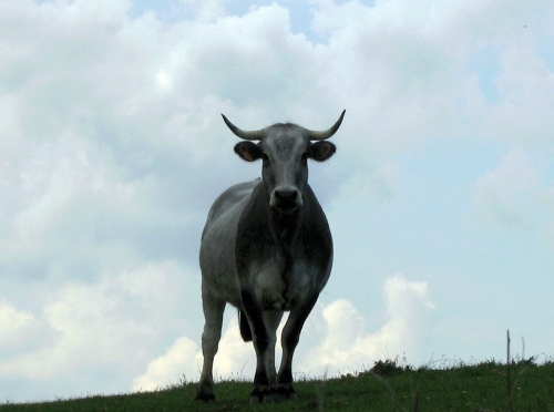 Vache du Pape.jpg