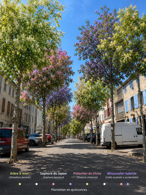 mairie chalabre platanes