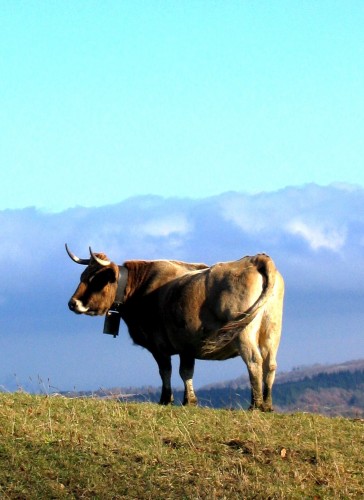 Vache En Dilus II.jpg