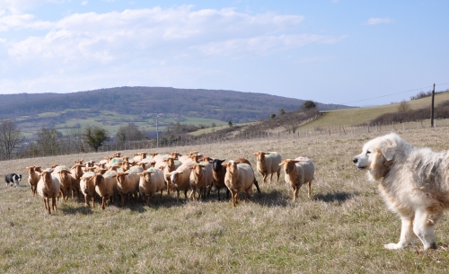 ferme d'en bor puivert