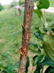 atout fruit