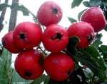 atout fruit