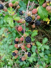 atout fruit