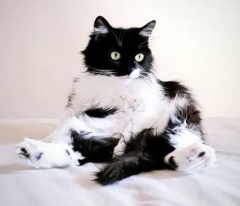 chat perdu