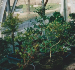 bonsaï,régine et didier