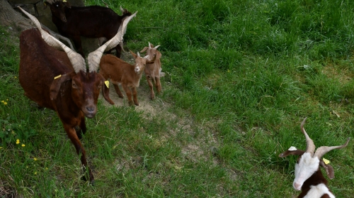 amicale anciens pompiers de l'aude