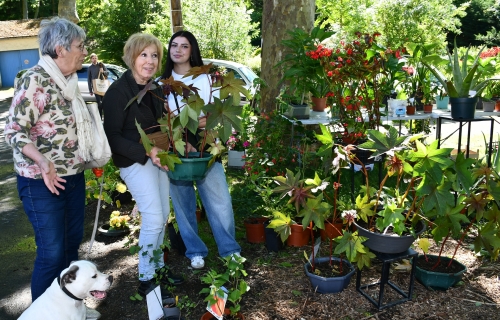atout fruit,fête des plants