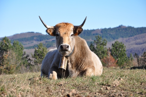 2021 décembre bis.JPG