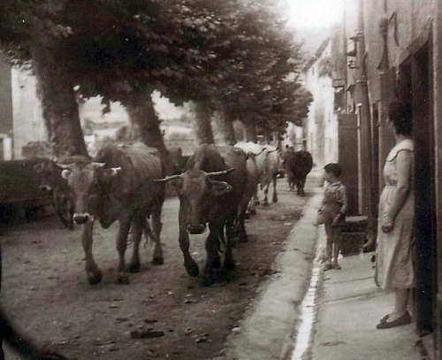 Vaches M. Théron 1953.JPG