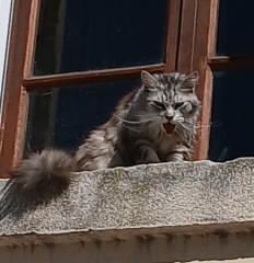 2026 Chat Juillet from Valérie Taurines Ehpad bis.jpg