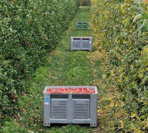 vergers de la galante,sonnac-sur-l'hers