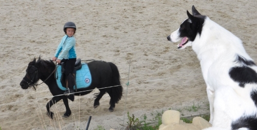 centre équestre de lambarado