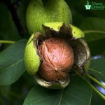 atout fruit