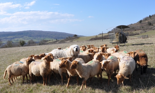 ferme d'en bor puivert