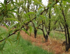 atout fruit